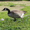 Canada Goose