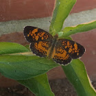 Pearl crescent