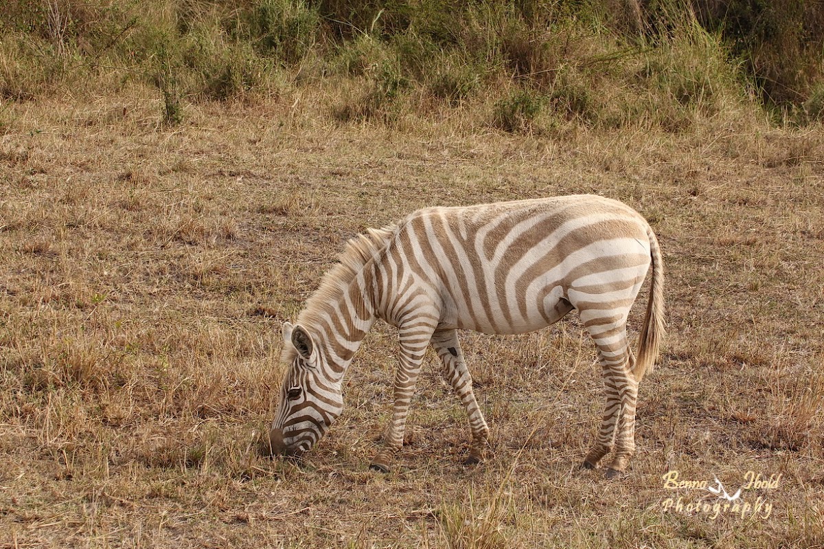 Plains zebra