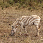 Plains zebra