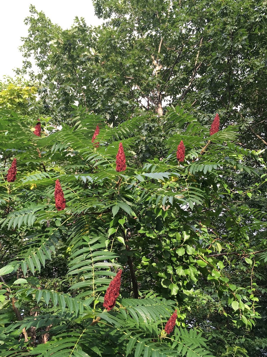 Sumac