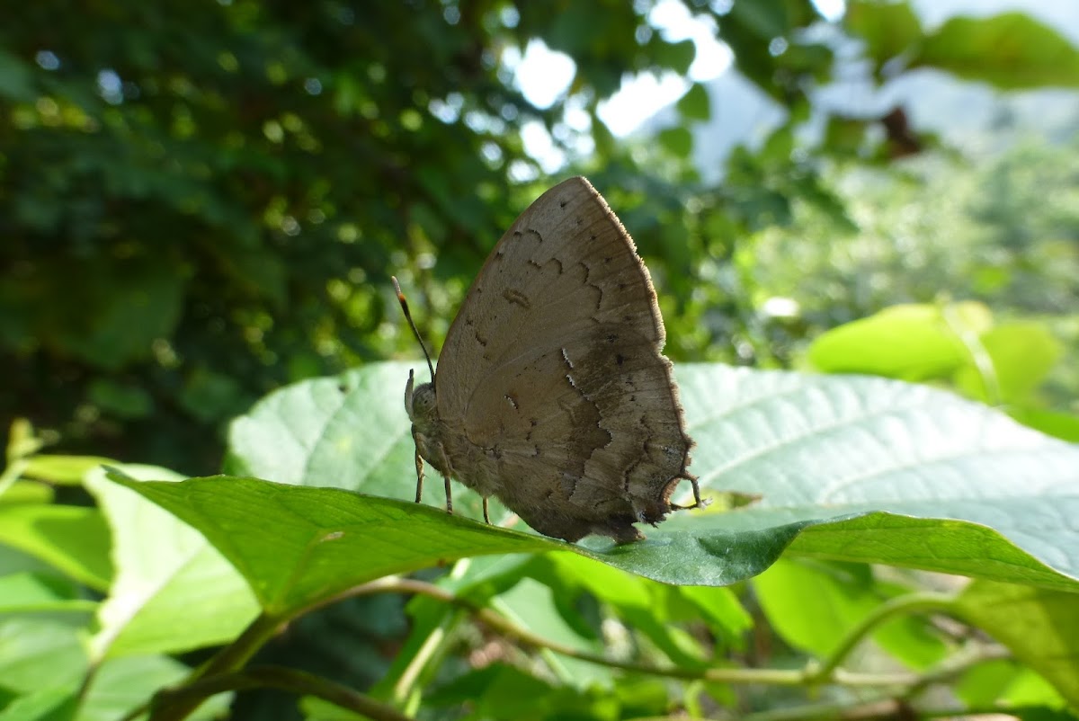 Acacia Blue