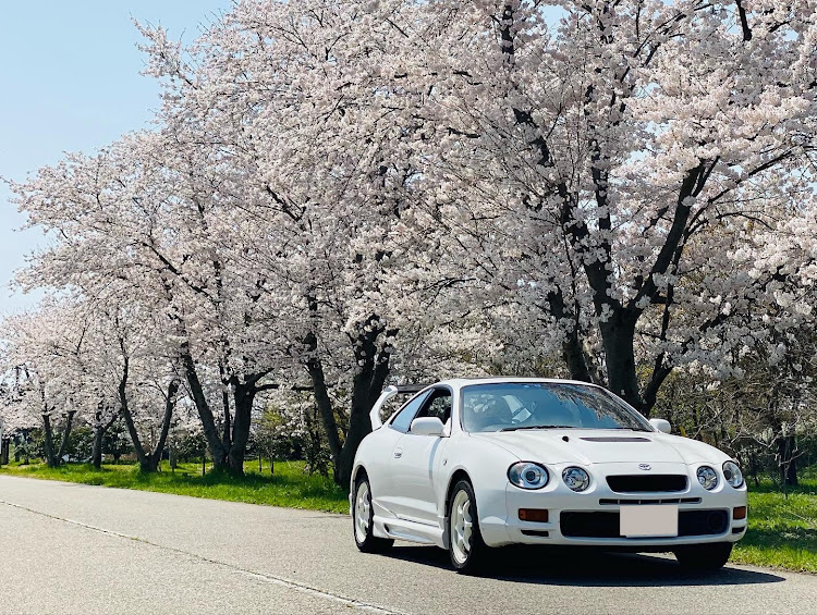 セリカの春の交通安全週間・st205・桜吹雪・桜とコラボ・洗車に関するカスタム事例の投稿画像2枚目
