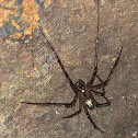 Eastern Cave Long-Jawed Spider