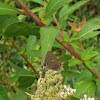 Gray hairstreak