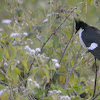 PIED/PIED CRESTED/JACOBIN CUCKOO