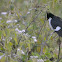 PIED/PIED CRESTED/JACOBIN CUCKOO