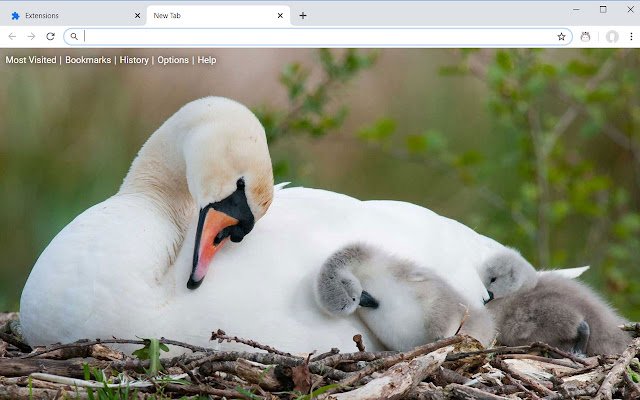 Baby Animals New Tab Wallpaper