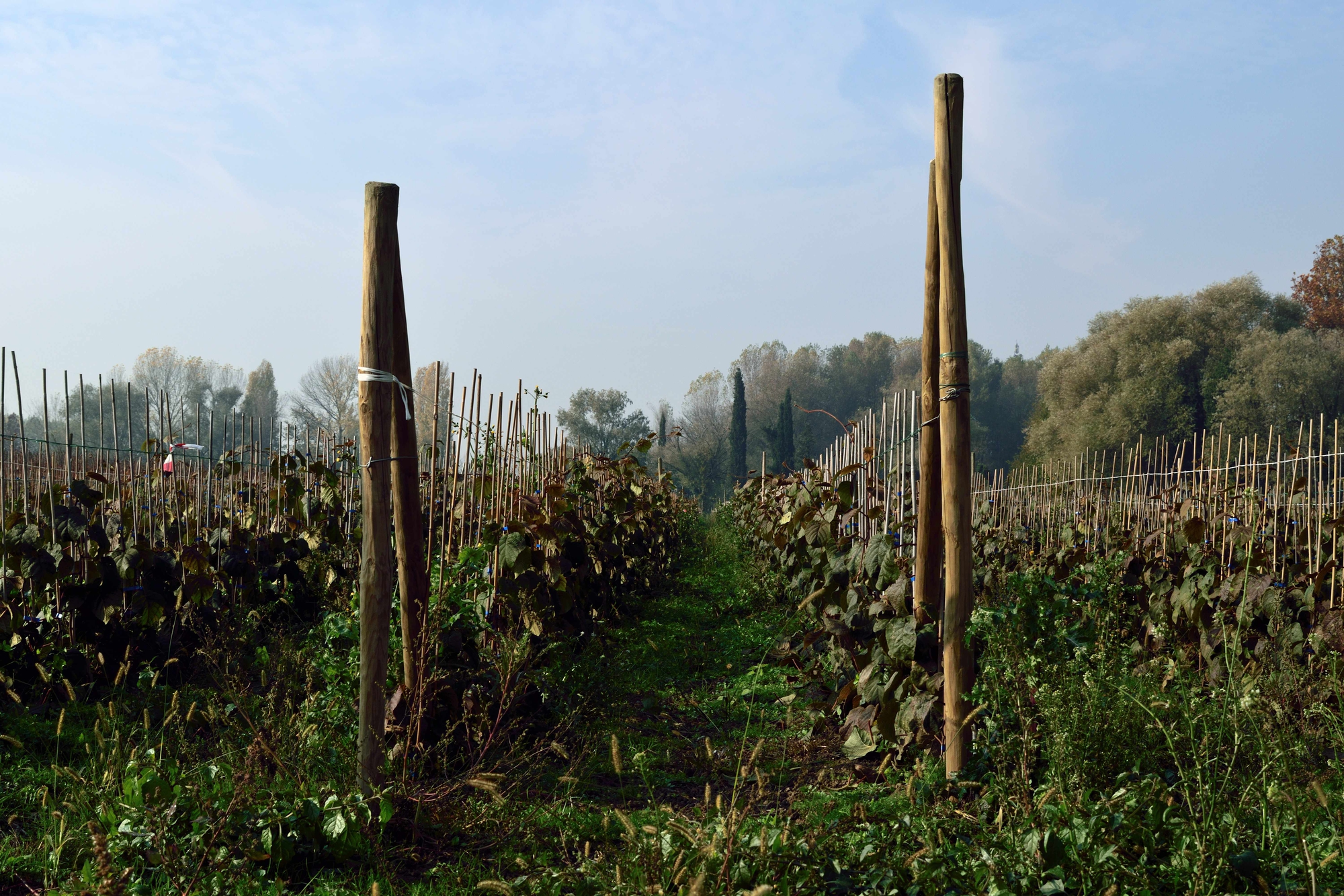 Geometrie agricole di Ethan Debattisti