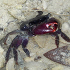 Crab