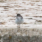 Common Sandpiper