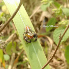 Jumping spider (male)