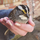 white-throated sparrow