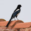 Magpie; Urraca