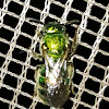 green sweat bee