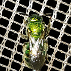 green sweat bee