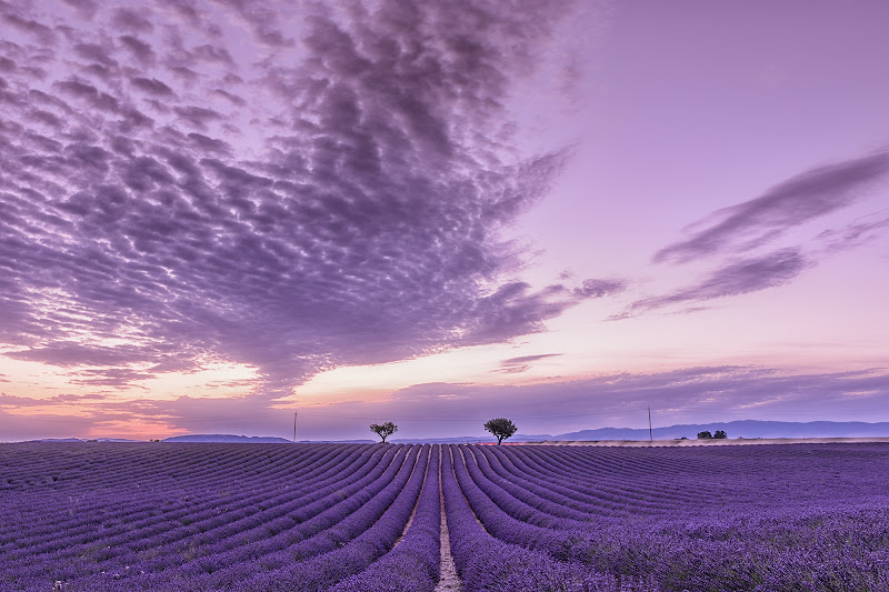 Valensole di Domenico Cippitelli