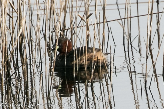 Little Grebe; Zampullin Chico