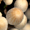 fairy inkcap or trooping crumble cap