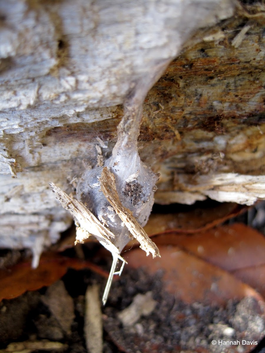 Spider egg sac