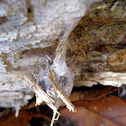 Spider egg sac