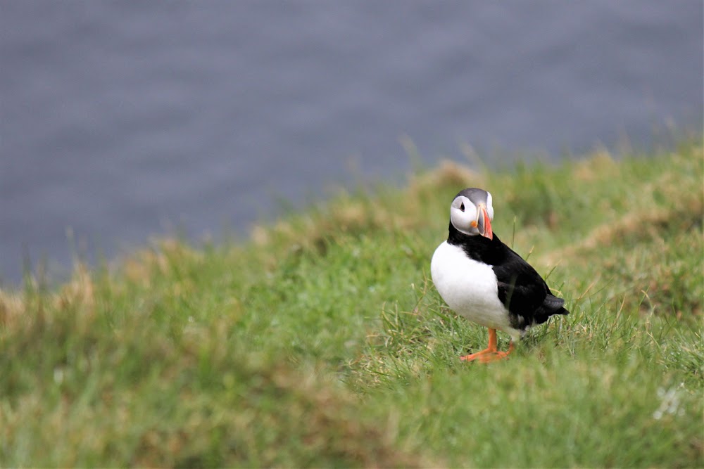 Islandia, un país que cautiva - Blogs de Islandia - 15/05/22. ISLAS VESTMAN (15)