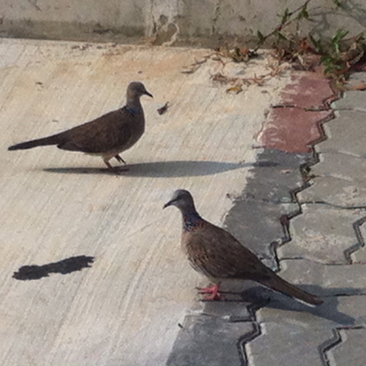 Spotted dove