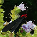 Red-Shouldered Ctenucha Moth