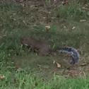 Eastern Gray Squirrel