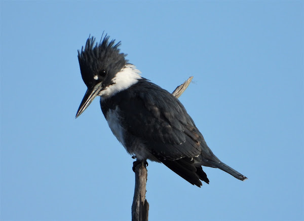 Belted kingfisher - Wikipedia