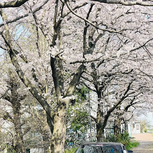 996カレラ