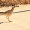 Greater Roadrunner