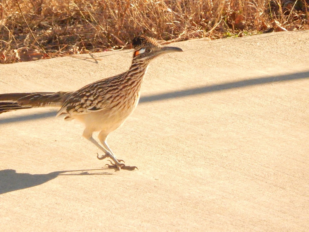 Greater Roadrunner