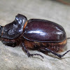 European rhinoceros beetle