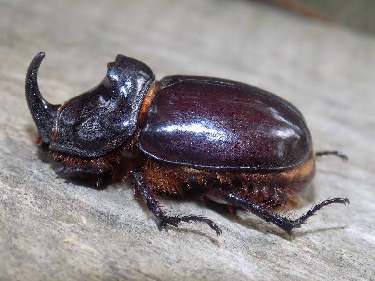 European rhinoceros beetle