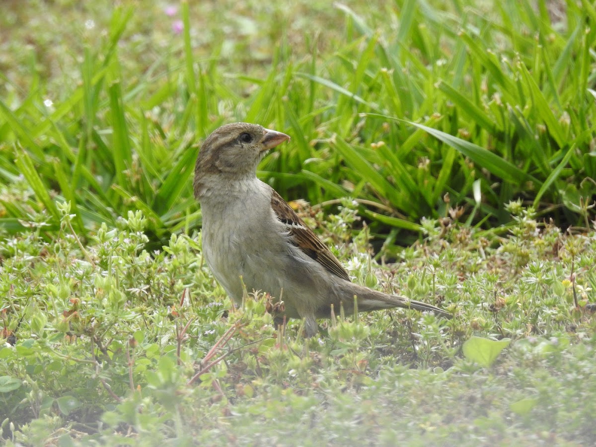 House Sparrow