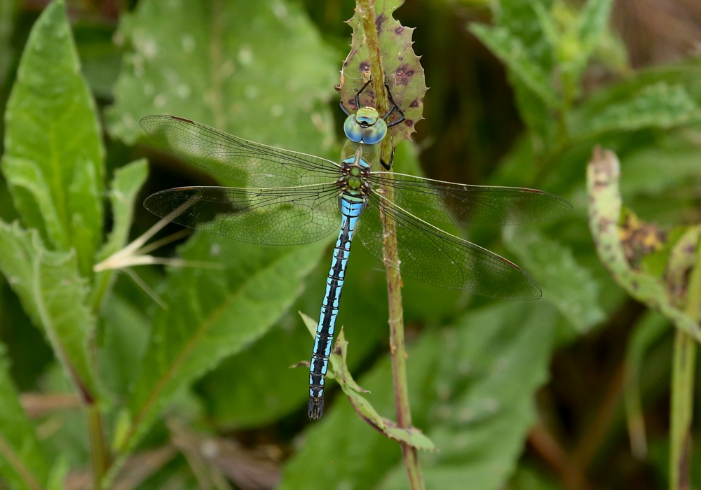 Emperor Dragonfly