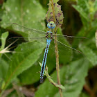 Emperor Dragonfly