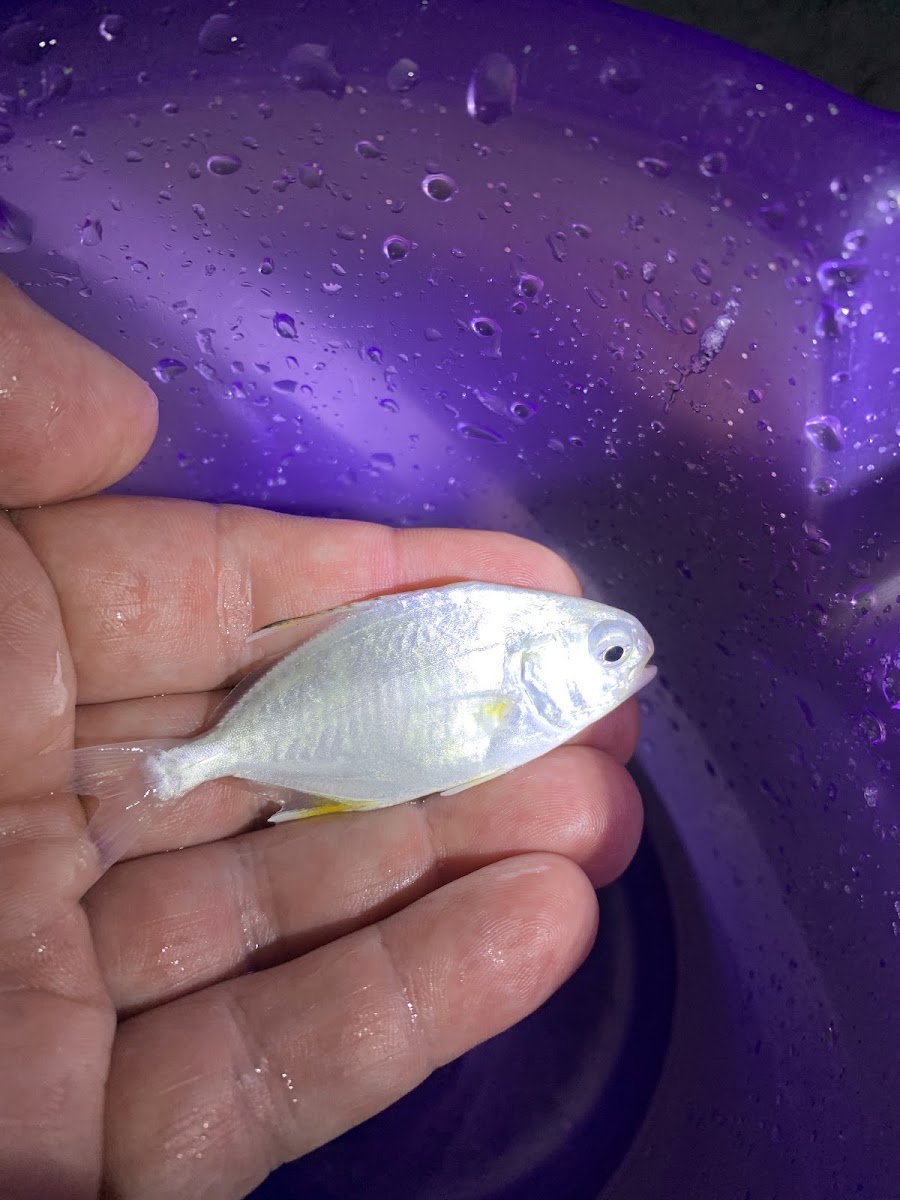 Pompano