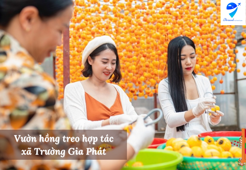 Vườn hồng treo hợp tác xã Trường Gia Phát