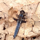 Blue Corporal