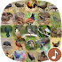 Appp.io - Bird Calls1.0.8