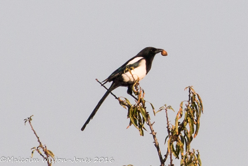 Magpie; Urraca