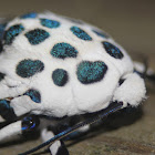 Giant Leopard Moth