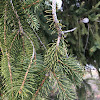 Eastern hemlock