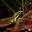 Three-striped poison frog