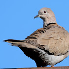 Eurasian Collared-Dove