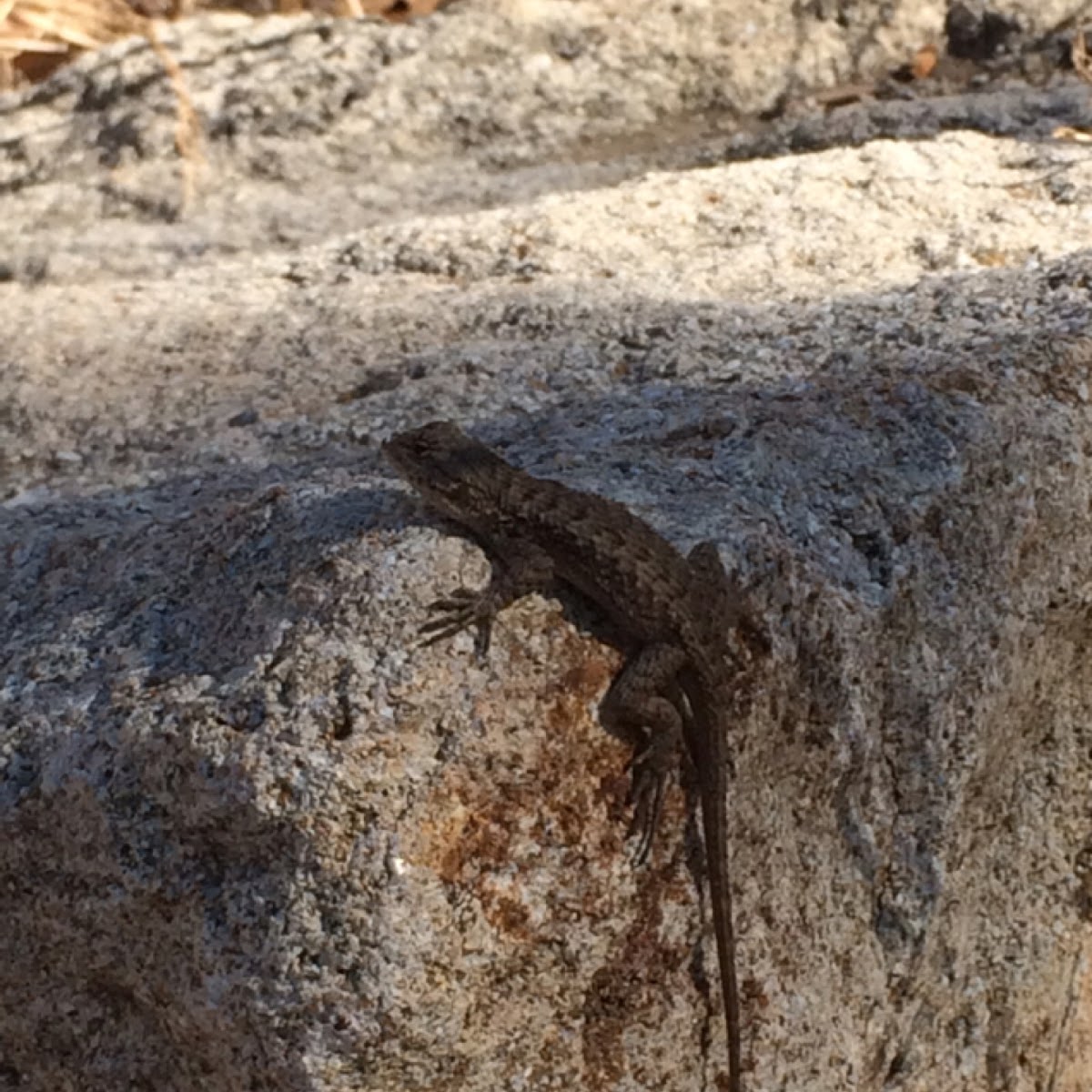 Coast Range fence lizard