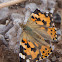 Painted Lady