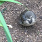 Cape wagtail.